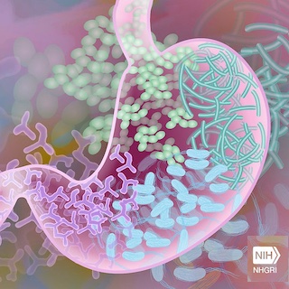 Artistic depiction of gut microbiome.