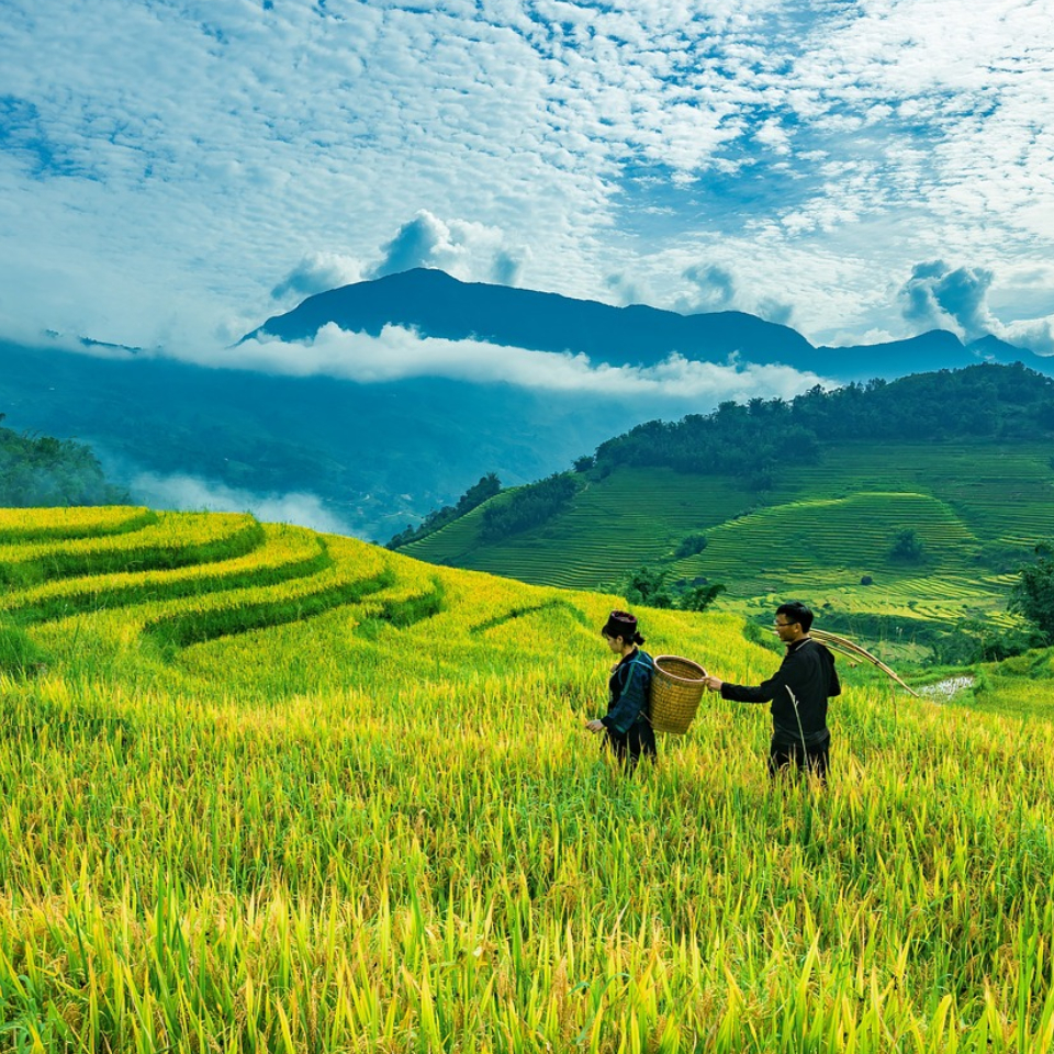 Rice Production