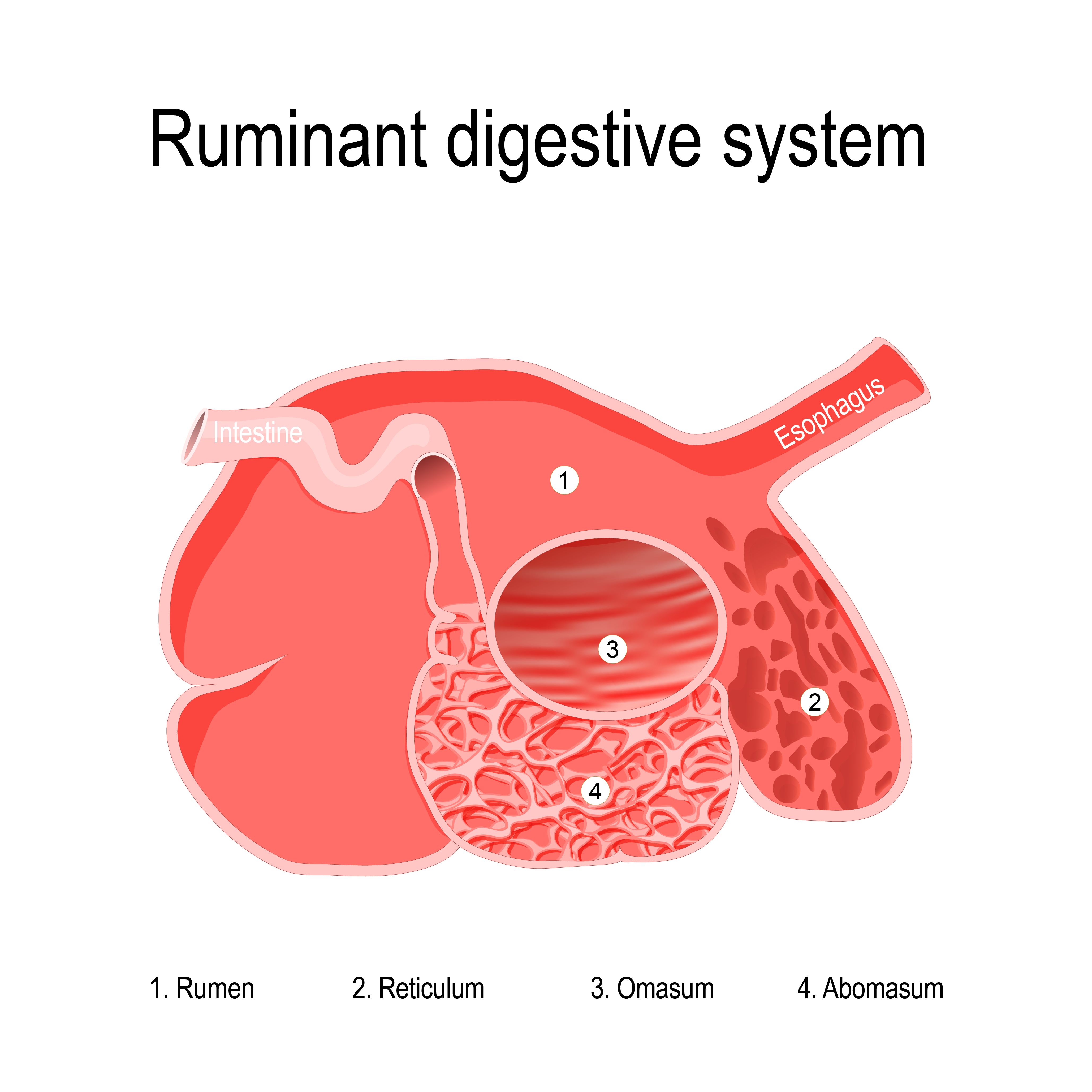 Illustration of a cow's stomach.