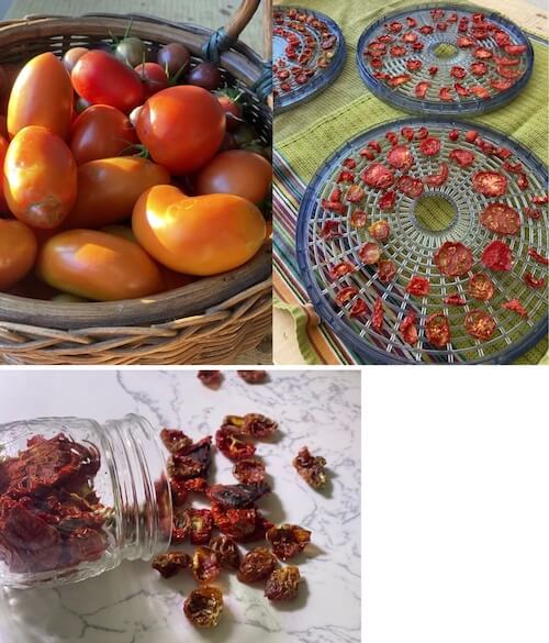 Modern dehydrators accomplish what sun-drying used to do. Here tomatoes are dehydrated for long-term storage. The dessication will help keep microbes from settling in and spoiling the tomatoes after a fruitful harvest.