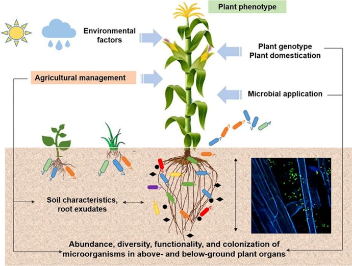 soil microbiome processes