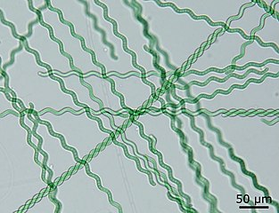 Long strands of Arthrospira, a type of microalgae.