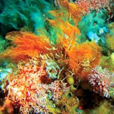 Coral reefs in the Aleutians