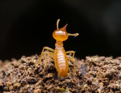 Many species of termites farm lignocellulose-degrading fungi.