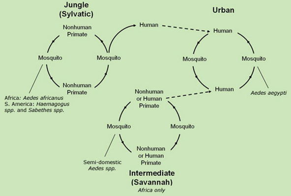 Urban, intermediate/savannah and jungle/sylvatic cycles of yellow fever virus transmission.