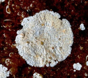 A white, ruffled bacterial colony. 