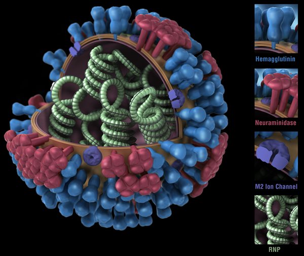 Diagram of influenza model with hemagglutinin (HA), neuraminidase (NA), M2 ion channel and ribonucleoprotein (RNP) shown.