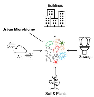 Urban microbiomes are comprised of microbial communities that inhabit reservoirs throughout cities.