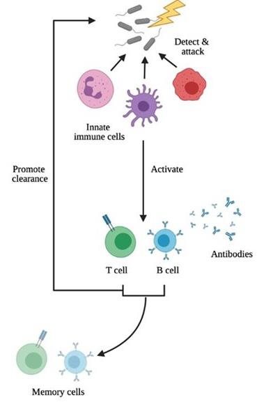 Immune cell responses to bacteria