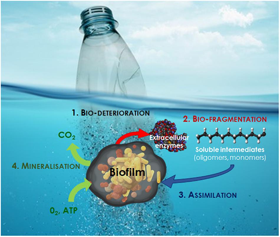 Stages of marine plastic biodegradation.