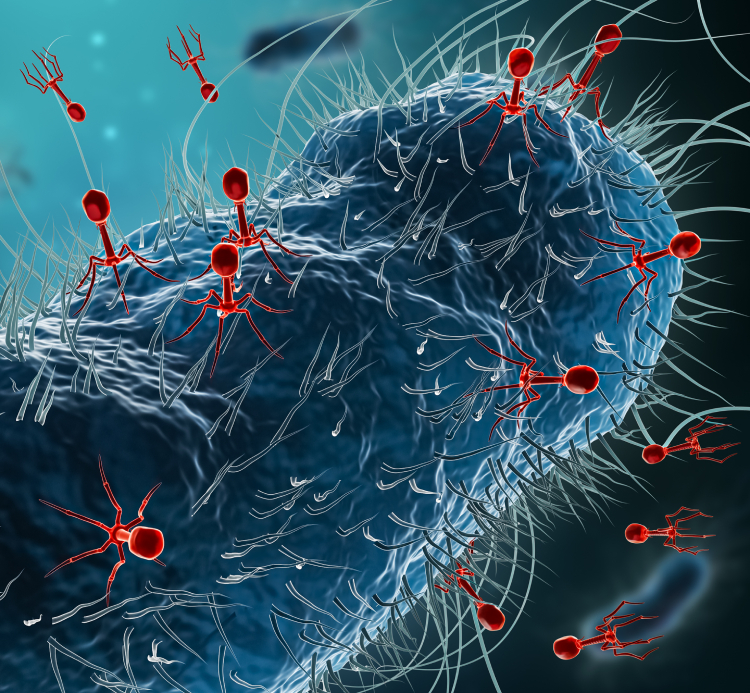 Bacteriophage coming in contact with cell surface.