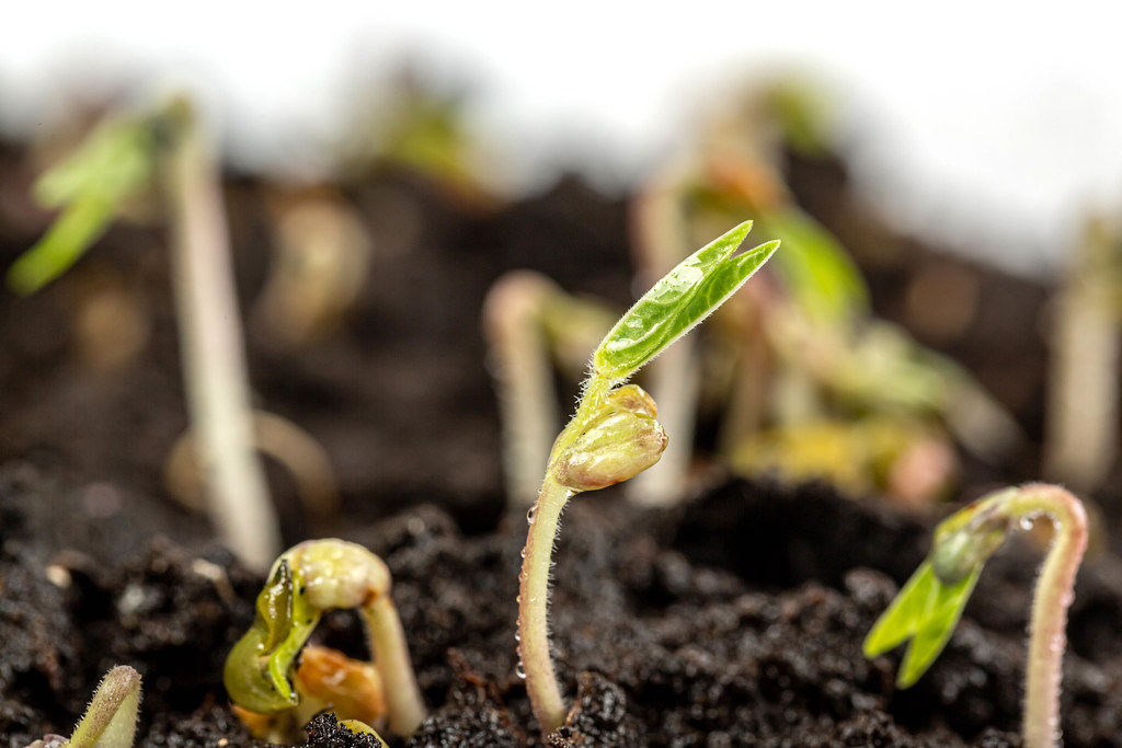 Young sprouts of mung bean seeds.