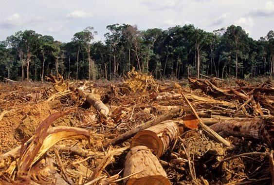 Deforestation in the Amazon rainforest.