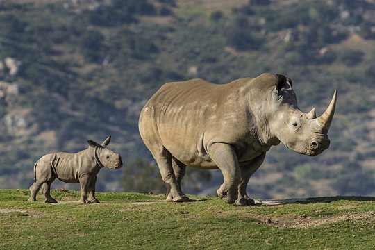 southern white rhinos