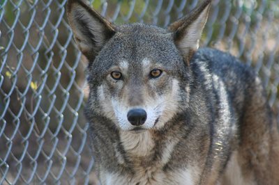 captive red wolf