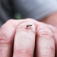 A mosquito bites a person's middle finger.