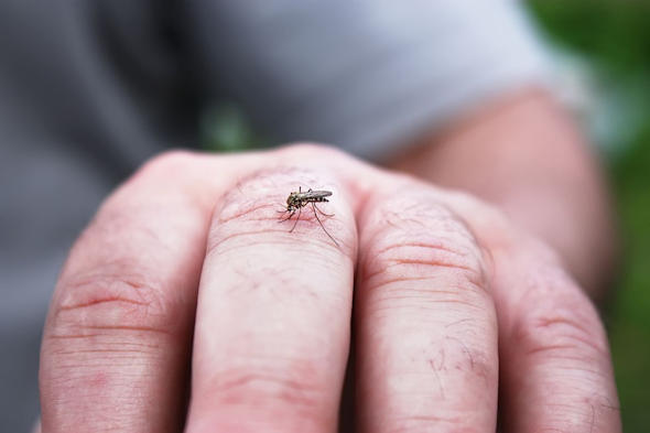 A mosquito bites the middle finger of a person's hand.