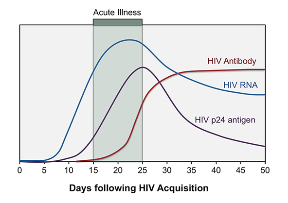 A graph showing the initial phase of HIV infection.