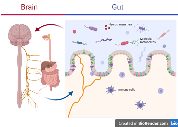 The gut-brain axis.