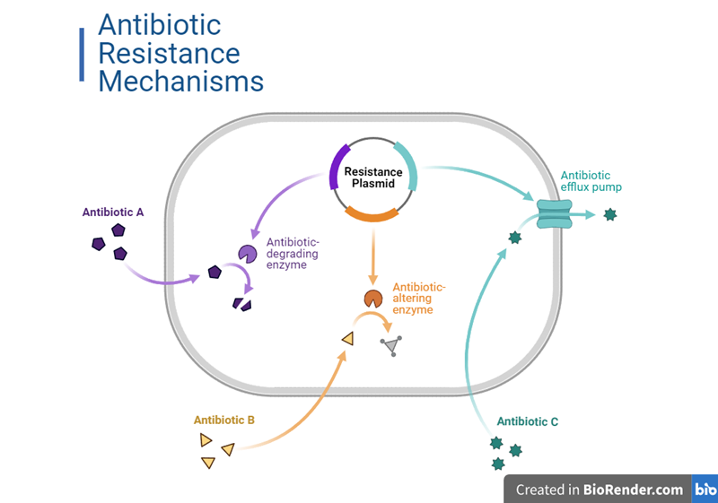 Mechanisms of antimicrobial resistance. 