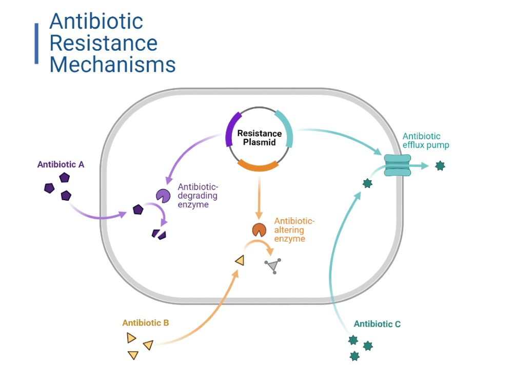 Mechanisms of antimicrobial resistance. 