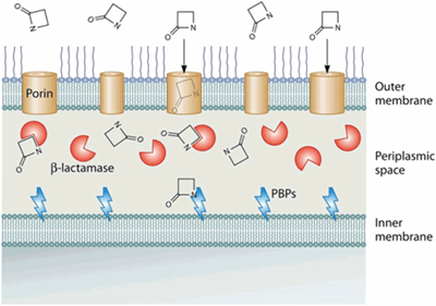 Interactions between β -lactam antibiotics and β -lactam interactive proteins 