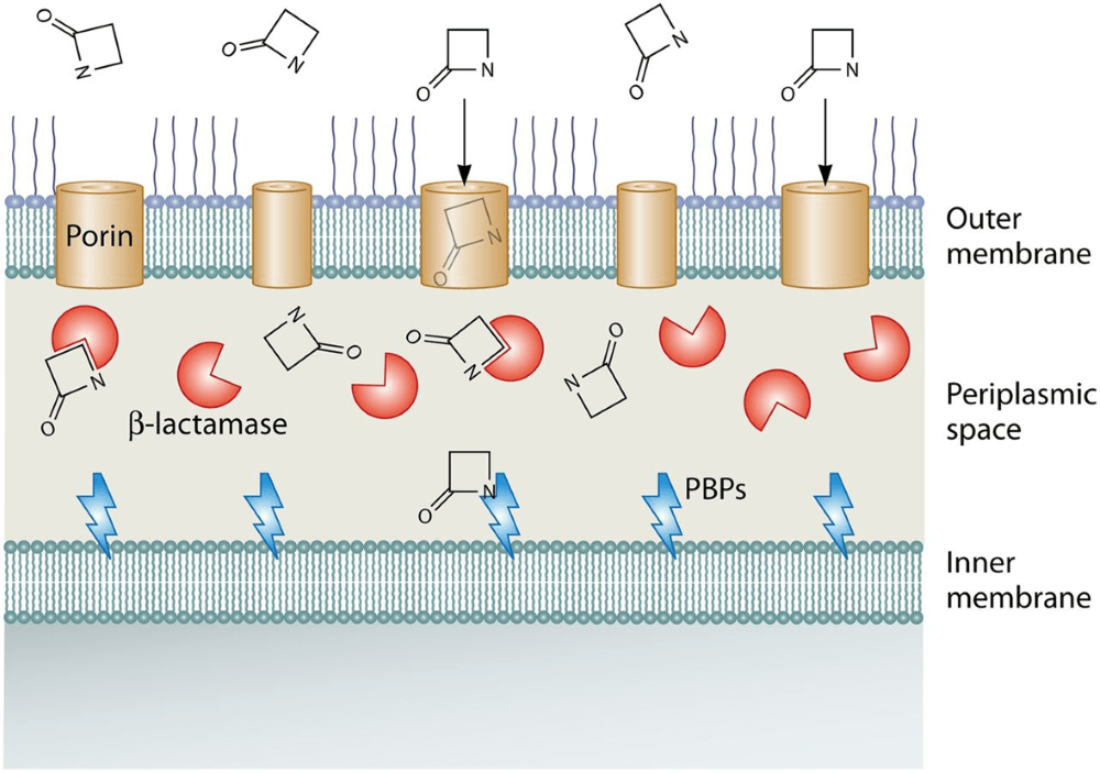 Interactions between β -lactam antibiotics and β -lactam interactive proteins 