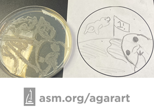 "One Small Step for Tardigrades!" Agar Art image