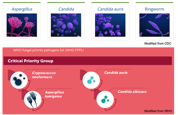 An adapted figure of fungal species on the threat list for organizations like CDC and WHO.