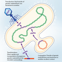 Understanding the Risk of Antifungal Resistance