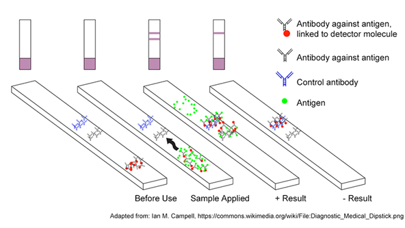 Diagram of a rapid antigen test. Sample is applied to the test strip and if antigen is present, it is bound by antibodies linked to detector molecules, as well as antibodies immobilized in the test line further down the strip.