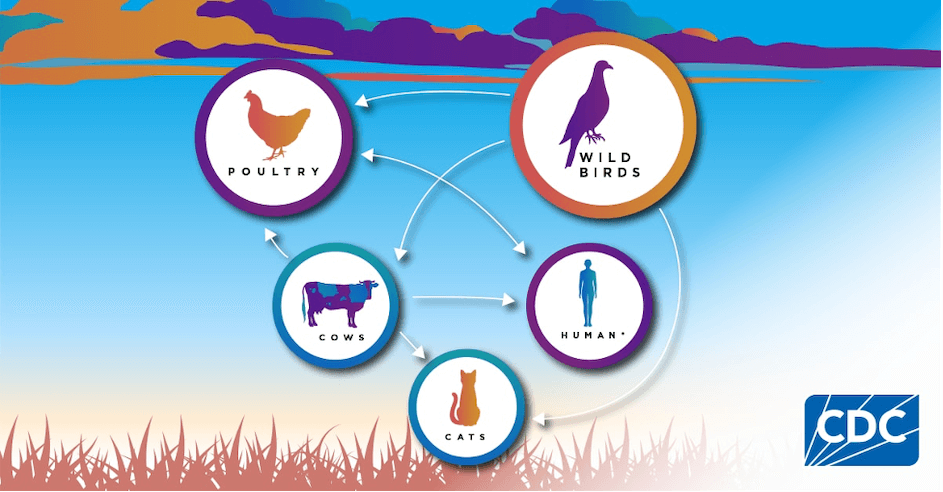 Understanding the epidemiology of avian flu.