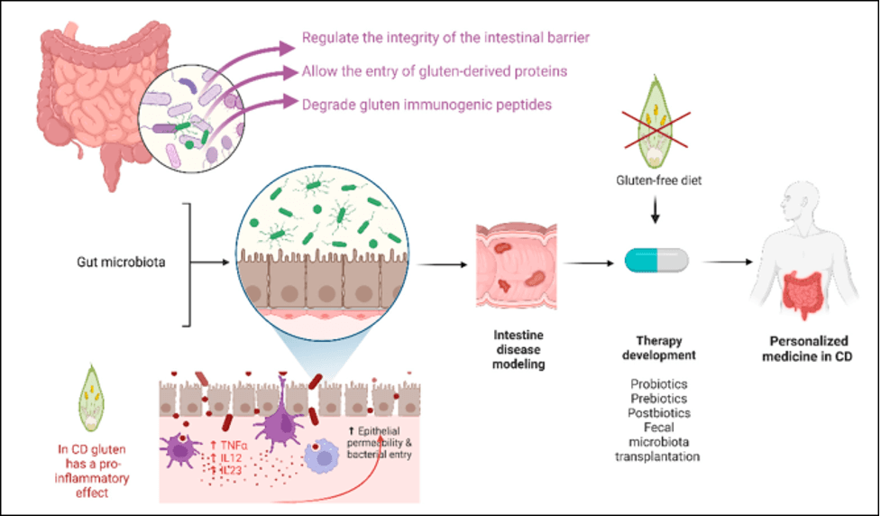 Visual representation of biological functions of the gut microbiota and how novel microbiome-based therapies might be applied for CeD treatment.