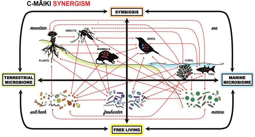 Plot of the synergistic relationships among environmental microbiota and their hosts—from free-living to symbiotic lifestyles—across Hawaiian watersheds-from mountain (terrestrial) to sea (marine) hab