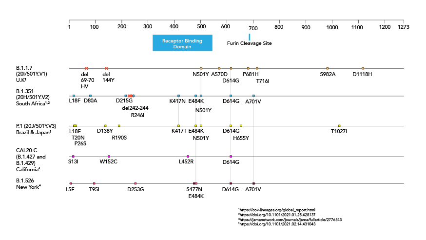 Amino acid changes in the spike protein of SARS-CoV-2 variants.  