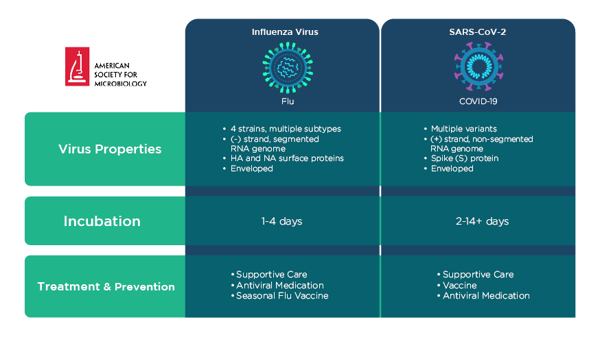 Comparison of influenza virus, which causes the flu, with SARS-CoV-2, which causes COVID-19.