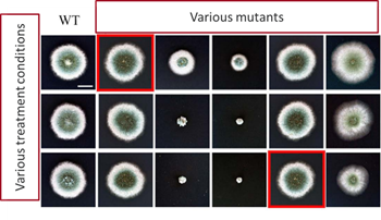 An image array of fungal cultures under various conditions. Duplicate images are marked by red boxes.