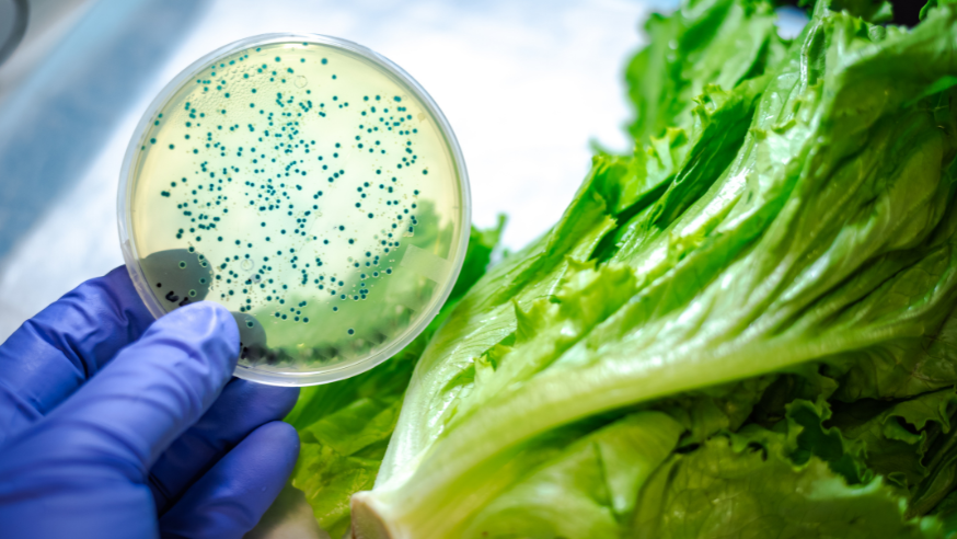 A gloved hand holds a bacteria-laden petri dish next to a lettuce leaf.