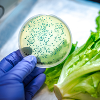 A petri dish next to a head of lettuce.