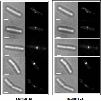 2 mosaic images. The left version does not have tooling lines incorporated. The right version utilizes white tooling lines to delineate the individual image tiles.