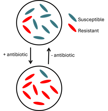 Graphical depiction of heteroresistance, with frequency of resistant cells growing or decreasing depending on if antibiotic is present