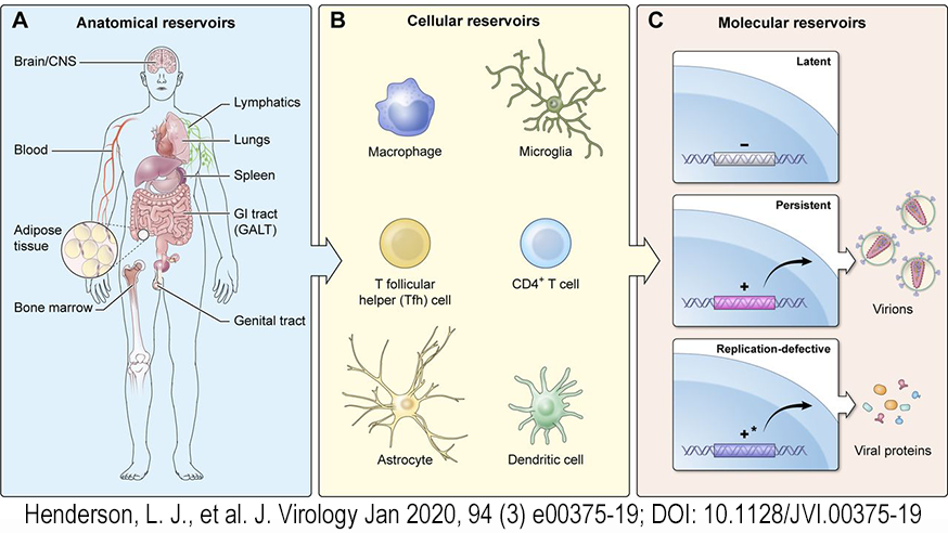 Anatomical, cellular and molecular reservoirs of HIV latent virus.