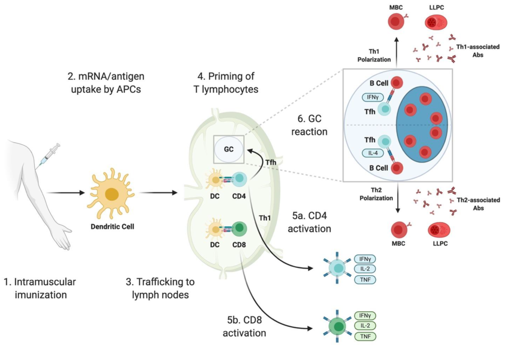 Humoral and cellular immune responses elicited by SARS-CoV-2 mRNA vaccines in healthy adults.