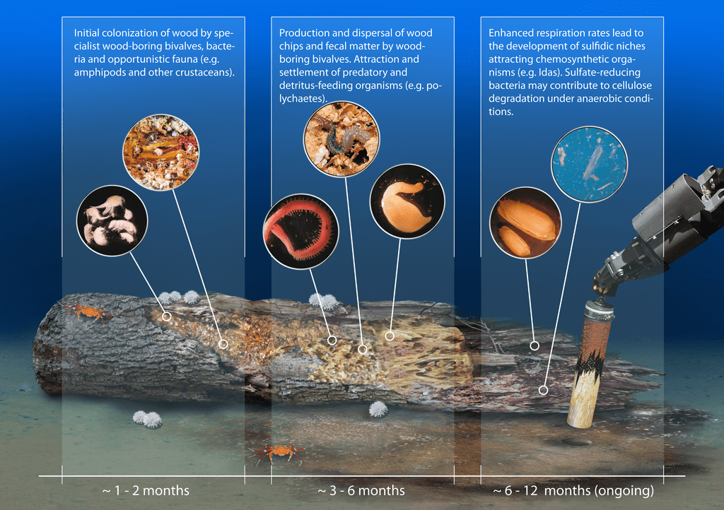 Lignocellulose-degrading microbes can be found in association with wood falls in the ocean.