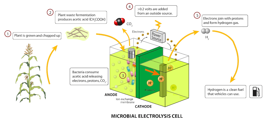 A schematic of a microbial electrolysis cell (MFC).