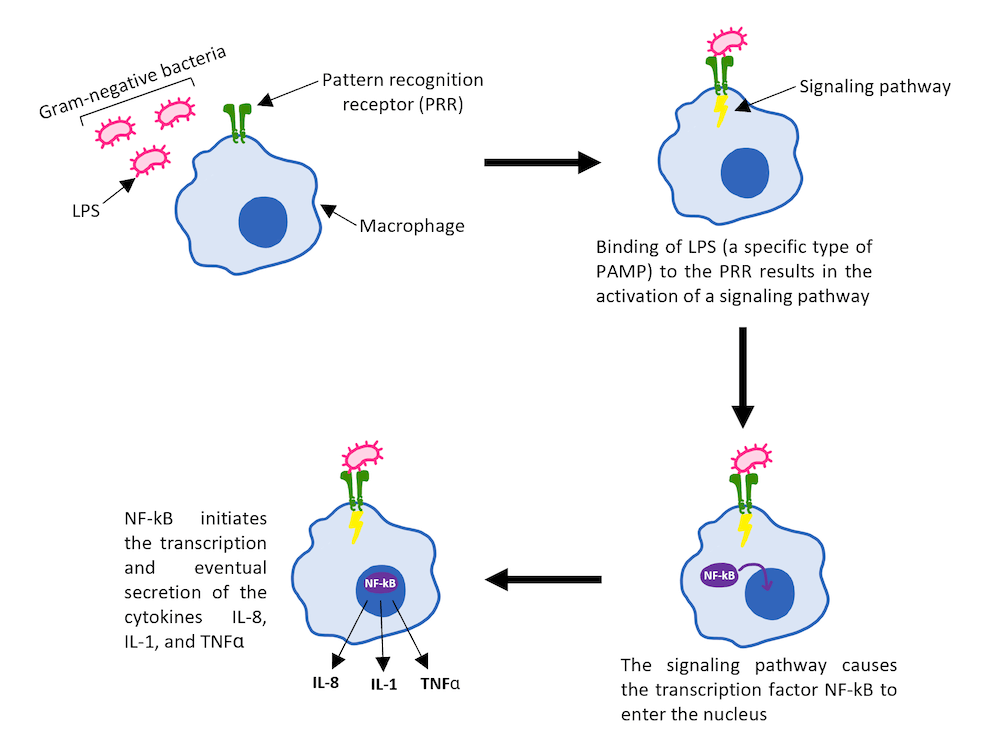 Depiction of how LPS is recognized by a pattern recognition receptor (PRR) on the surface of a macrophage. Binding results in the eventual release of cytokines.