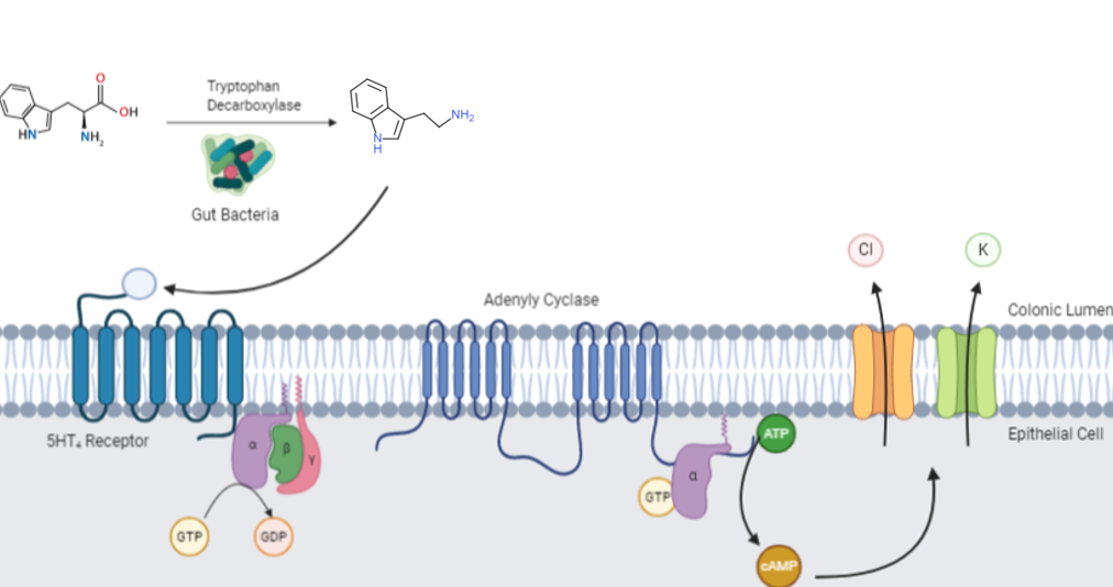 Conversion of dietary tryptophan to tryptamine (of which serotonin is a derivative) can take place in the gut and is facilitated by the microbiome.