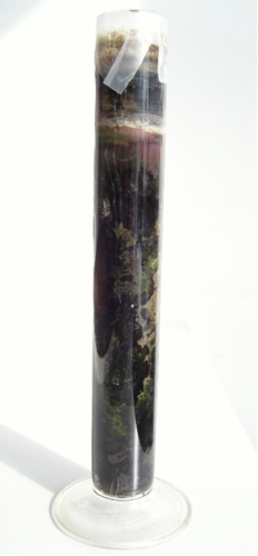 A Winogradsky Column showing the interconnected growth of coexisting microorganisms.