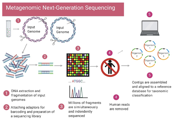 Workflow for metagenomic next-generation sequencing.