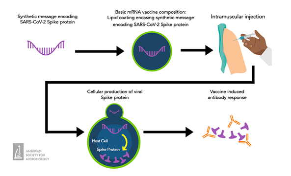 Depiction of mRNA vaccine-induced antibody response against SARS-CoV-2 spike proteins.